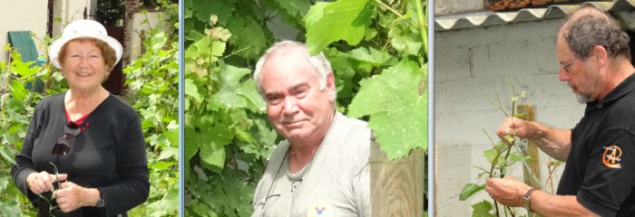 Vigne municipale (Semillon et chardonnay) 