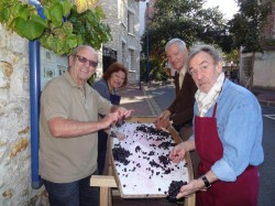 Le tri des raisins Baco