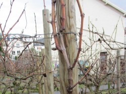 FEVRIER 2019 : Taille (avant)
